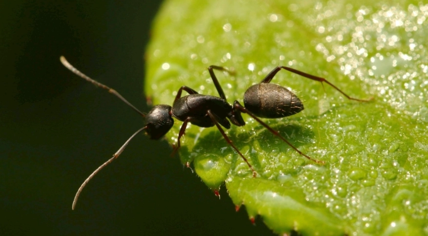 螞蟻藥推薦 螞蟻藥推薦