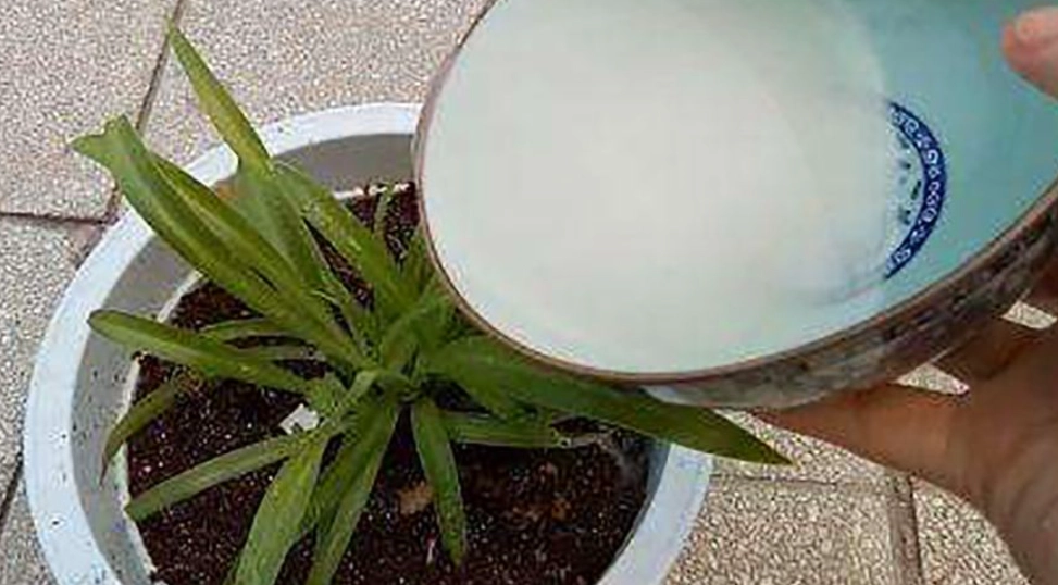植物肥料DIY 植物肥料DIY