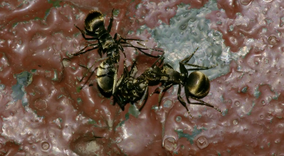 螞蟻優點 螞蟻優點